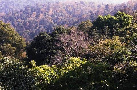 Alleviating poverty: Forests, trees can be trump card post COVID-19, says report