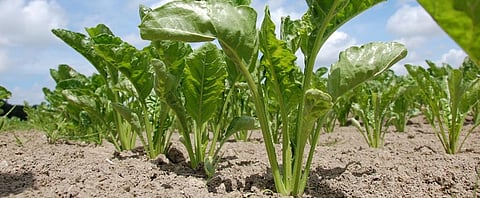 Can sugar beet make sugar production in India sustainable