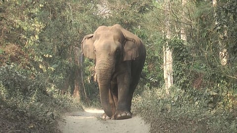 Elephant Task Force report: 10 years of a progressive policy that nobody talks about now