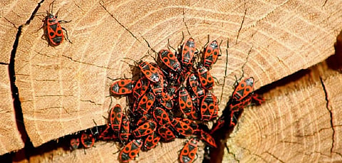 The next invasion of insect pests will be discovered via social media