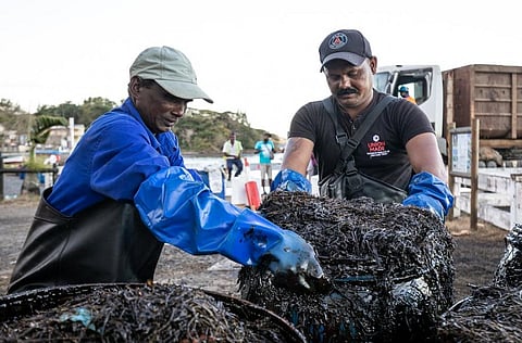 Mauritius oil spill: Potential government failures should be investigated
