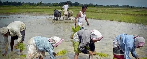 Why farmers are not cheering their exceptional feat this kharif season