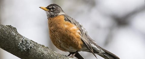 Extreme weather: Understanding birds’ response can help conservation efforts