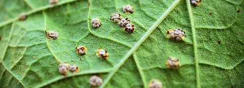 New discovery of protein in plants’ immune systems can help create superior crops, boost agriculture