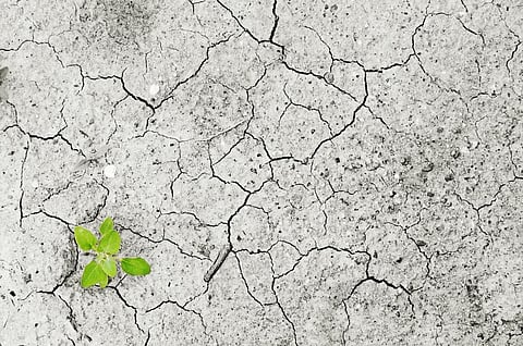 UN report flags changes in food system to boost climate action