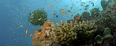 ‘Dead’ coral reefs as important as ‘live’ ones, shows new study