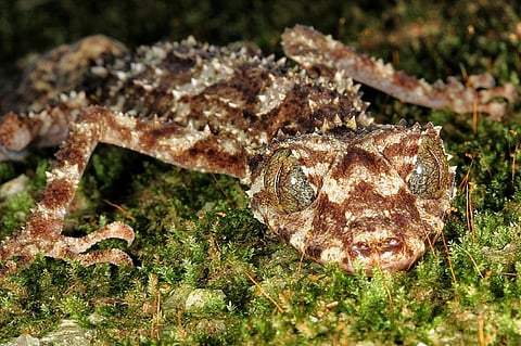 Cape Melville leaf-tailed gecko. Photo: The Conversation / Conrad Hoskin / Author provided