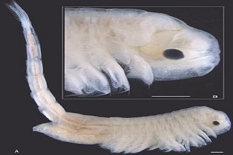 Photo Source : Zoology in the Middle East