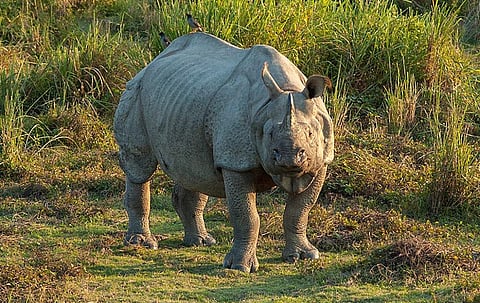 Photo: Wikimedia commons