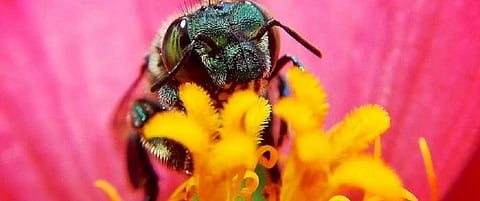 World hasn’t met a single Aichi biodiversity target: Leaked UN Report