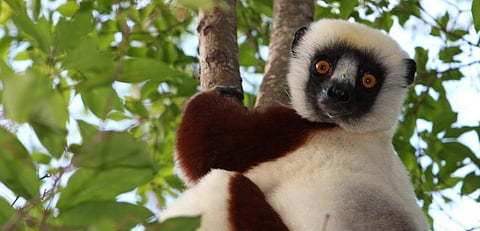 Primates are facing an impending extinction crisis - but we know very little about what will actually protect them