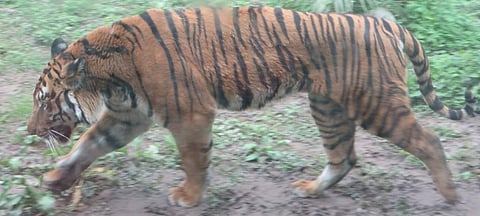 A South China Tiger. Photo: Wikimedia Commons