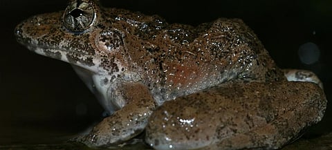 The Kalinga frog discovered in the Western Ghats. Photo: Amit Hegde