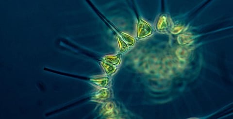 New study helps monitor trends in phytoplankton biomass in Bay of Bengal