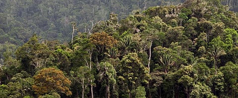 COVID-19 can be a wake-up call for nature-based solutions