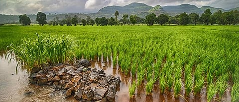 The southwest monsoon, critical for crops like paddy, is changing due to global warming. Photo: Wikimedia Commons