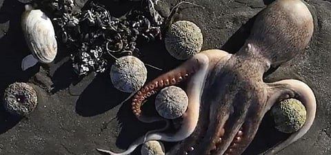Global Eco Watch: ‘Eco disaster’ unfolding on Kamchatka beach