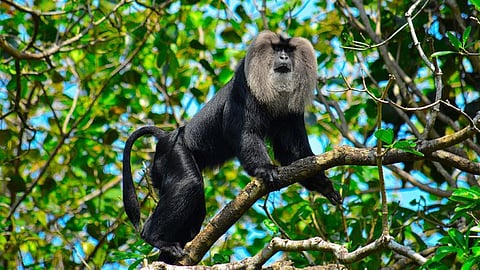 How pumped storage project inside Sharavathi Valley can threaten lion-tailed macaque