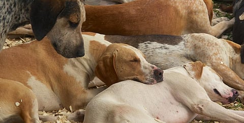 Foxhounds. Photo: Wikimedia Commons