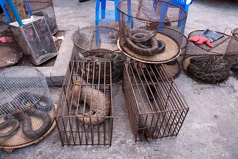 Animal group urges PM Modi: Raise wildlife trade ban issue in G20 meet
