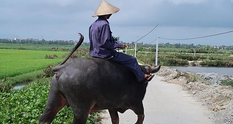 Vietnam is focusing on veterinary drug shops to tackle antimicrobial resistance