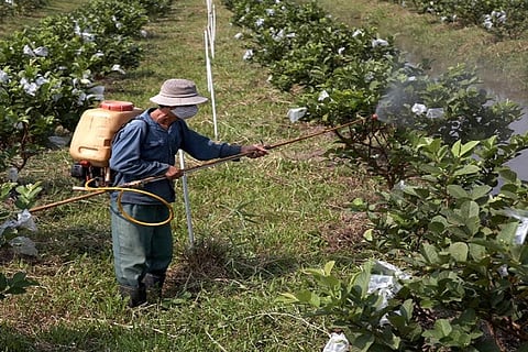 Agronomic recommendations: How are antibiotics being used on crops?