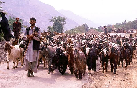 Why are nomads being evicted from Jammu and Kashmir?