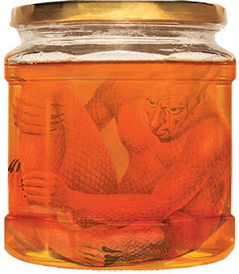 The Honey Trap