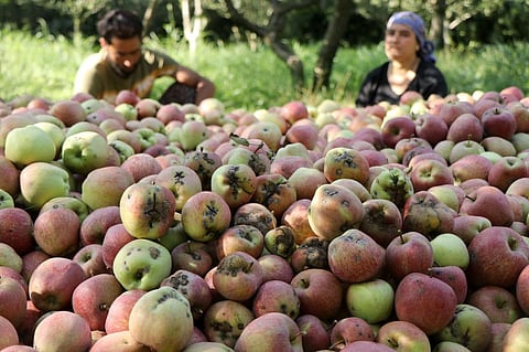 A couple in Tahab area of south Kashmir packs their apples. The apple scab disease returned in Jammu and Kashmir after 35 years. Photo: Kamran Yousuf
