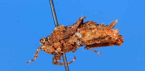 'Tettilobus trishula' or 'Shiva's Pygmy Trishula', the new species of grasshopper discovered by scientist Dhaneesh Bhaskar and his team in Idukki, Kerala. Photo: MUCN, Spain