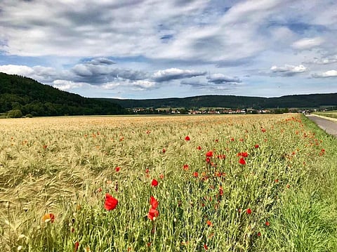 Plant diversity rapidly declining in Germany