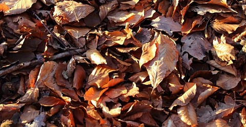How the size and shape of dried leaves can turn small flames into colossal bushfires