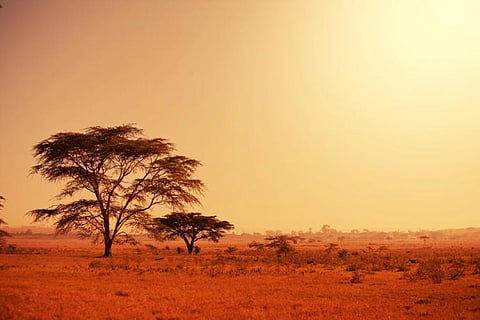 The long shadow of colonial forestry is a threat to savannas and grasslands