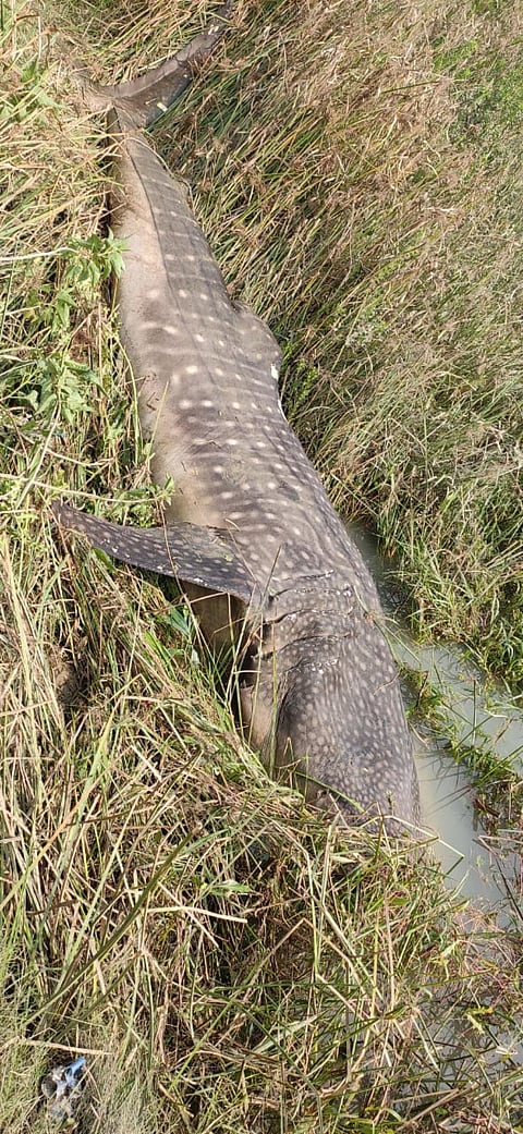 Carcass of whale shark found in Odisha