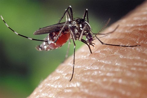 Picture : Wikimedia Commons, A blood-engorged female Aedes albopictus mosquito feeding on a human host.