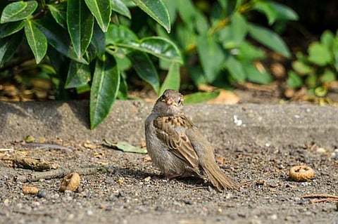 Bird flu deaths on the rise, environment ministry issues guidelines