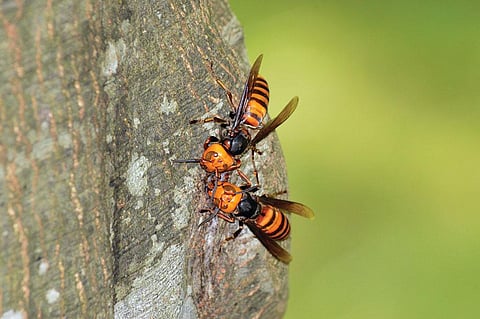 Asian giant hornet (Vespa mandarinia) feeding on the sugary sap of oak tre