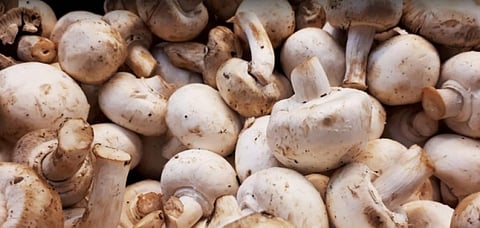 Why mushrooms should be included under ICDS and MDM scheme