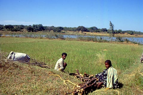 The future of Indian agriculture