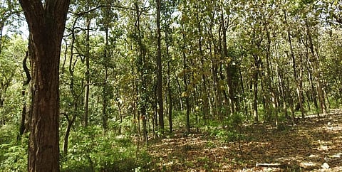 A sal grove near Dehradun. Photo: Wikimedia Commons