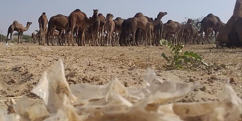 Photo: Suraj Singh, Desert Resource Centre