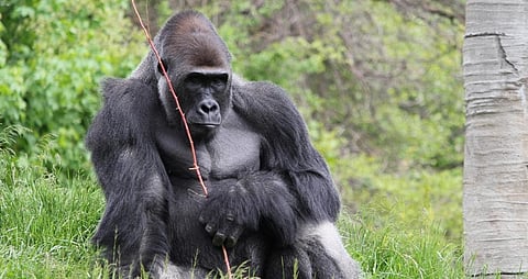 Eight Western Lowland Gorillas at US safari park down with COVID-19