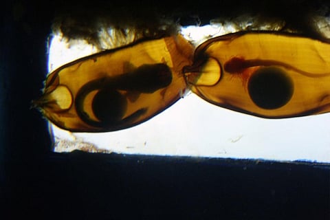 brownbanded bamboo shark (Chiloscyllium punctatum) at Manila Ocean Park