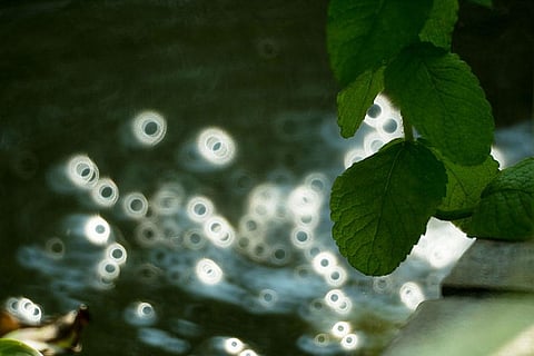 Photo : Wikimedia Commons, Photosynthesis