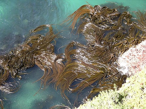 Why seaweeds need to be conserved urgently