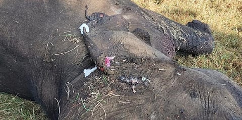 A photo of the dead tusker showing the burn wound on its ear. Photo: TN Forest Department