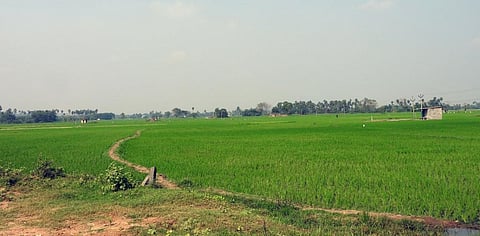 Agri share in GDP hit 20% after 17 years: Economic Survey