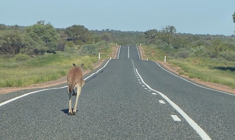 Humans force wild animals into tight spots, or send them far from home. We calculated just how big the impact is