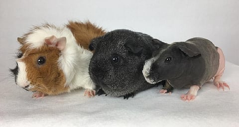 Lethal guinea pig test scrapped by Bureau of Indian Standards