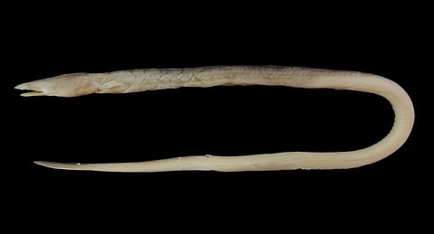 The new species of snake eel found in Odisha and West Bengal. Photo: Hrusikesh Mohanty